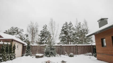 Snowy backyard Snowy backyard